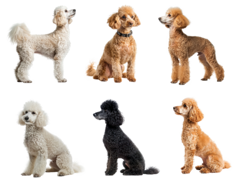 Collection of Poodles full body isolate on white background,