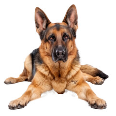 Fototapeta premium German Shepherds full body isolate on white background,