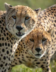 Cheetah in the serengeti