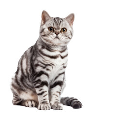Fototapeta premium American Shorthairs cat pet front view full body isolate on white background