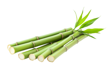 a bunch of green bamboo sticks with leaves