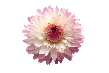 Fototapeta premium a pink and white flower on a white background