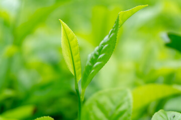 Close-up of Fresh Green Tea Leaves in a Plantation