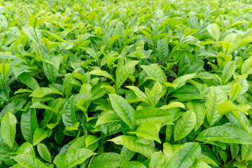 Close-up view of lush green tea leaves in a tea plantation