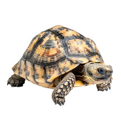 Fototapeta premium Tortoises pet side view full body isolate on white background