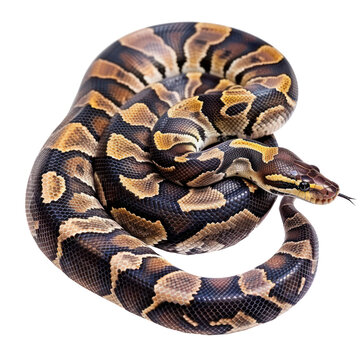 Ball Pythons pet side view full body isolate on white background,