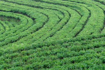 Tea Plantation in Terraced Fields
