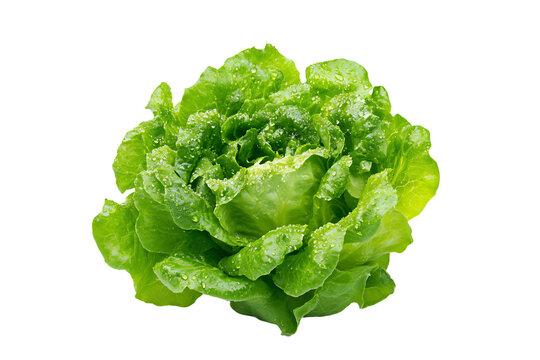 a close up of a lettuce with water droplets