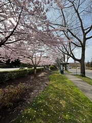 cherry blossom in spring
