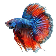Fototapeta premium Betta fish full body isolate on white background,