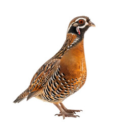 Partridge bird front view full body isolate on white background