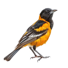 Obraz premium Oriole bird side view full body isolate on white background