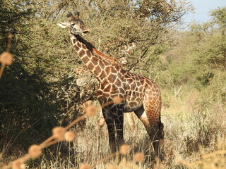 Wild life in the Serengeti