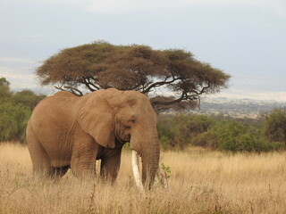 Obraz premium Wild life in the Serengeti