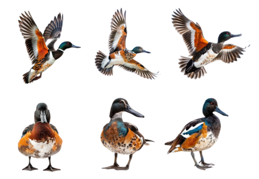 Collection of Northern shoveler bird fly full body isolate on white background