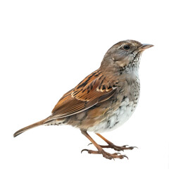 Fototapeta premium Dunnock bird fly full body isolate on white background