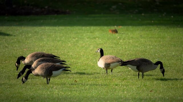 Multiple Ducks feeding on the grass, green lawn with squirrel on the background in local park