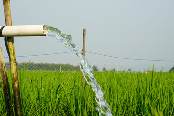 Irrigation of rice fields using pump wells with the technique of pumping water from the ground to...