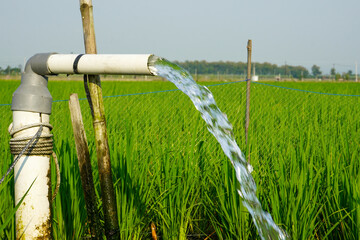 Irrigation of rice fields using pump wells with the technique of pumping water from the ground to...
