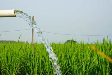 Irrigation of rice fields using pump wells with the technique of pumping water from the ground to...