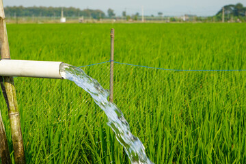 Fototapeta premium Irrigation of rice fields using pump wells with the technique of pumping water from the ground to flow into the rice fields. Pumping water through plastic PVC pipes from underground using electric. 
