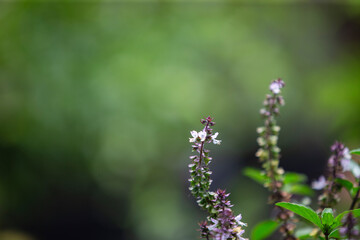 Thai basil plants in garden
