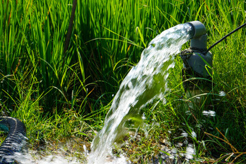 Irrigation of rice fields using pump wells with the technique of pumping water from the ground to...