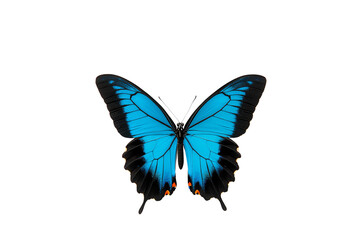 A vibrant blue butterfly with black-edged wings and delicate patterns, displaying symmetry and striking coloration.