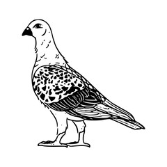 avian creature : standing pigeon profile