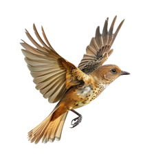 Obraz premium Rallidae bird fly full body isolate on white background