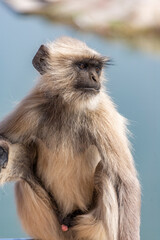 Close Up of a Grey Langur Watching Over the Water