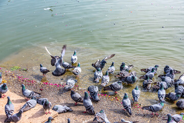 Pigeons Resting and Bathing in Pushkar Lake