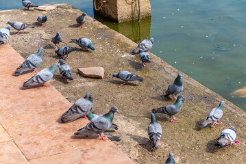 Pigeons Feeding on Grains at a Historic Site Near Pushkar Lake