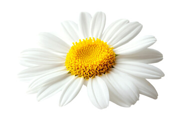 Obraz premium a white flower with a yellow center on a white background