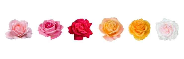 colorful rose collection on transparent background.