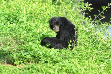 side view of a gibbon sitting in a bush