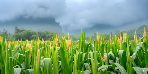 Morning landscape in corn field with mountains and fog in the background
 