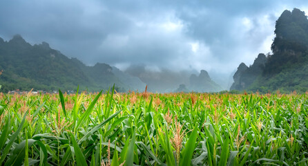 Morning landscape in corn field with mountains and fog in the background
 