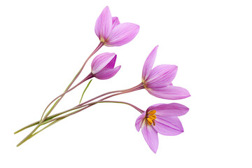 a group of purple flowers on a white background