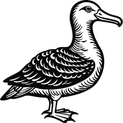 Adobe Illustrator ArtworkTurkey Vulture flying and searching for food
