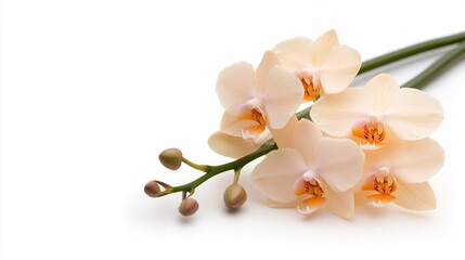 Peach orchids with unopened buds on white background