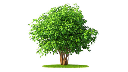 Naklejka premium Lush Green Tree with Brown Trunk on Transparent Background