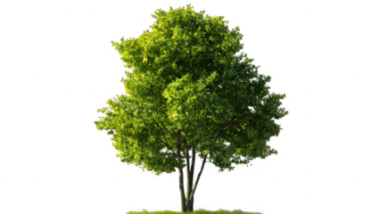 Lush Green Tree Isolated on Transparent Background
