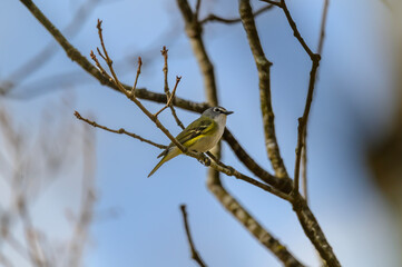 Blue Headed Vireo at Fort Mountain State Park, near Chatsworth, Georgia.