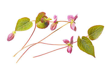 a close up of a plant with pink flowers