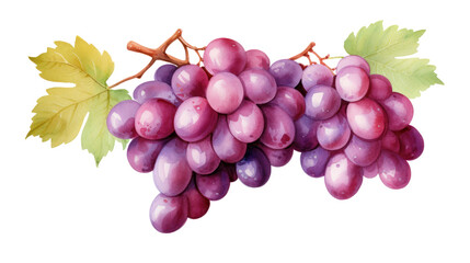 Watercolor Red Grapes Clipart — Hand-Painted Fruit Illustration on Transparent Background

