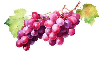 Fototapeta premium Watercolor Red Grapes Clipart — Hand-Painted Fruit Illustration on Transparent Background