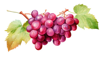 Obraz premium Watercolor Red Grapes Clipart — Hand-Painted Fruit Illustration on Transparent Background