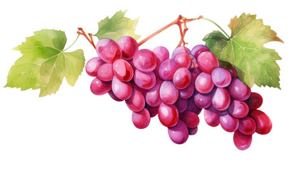 Fototapeta premium Watercolor Red Grapes Clipart — Hand-Painted Fruit Illustration on Transparent Background