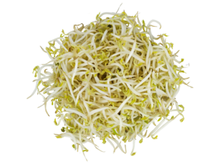 Fresh Organic Mung Bean Sprouts Pile with White Stems and Pale Yellow Tips Isolated on White Background